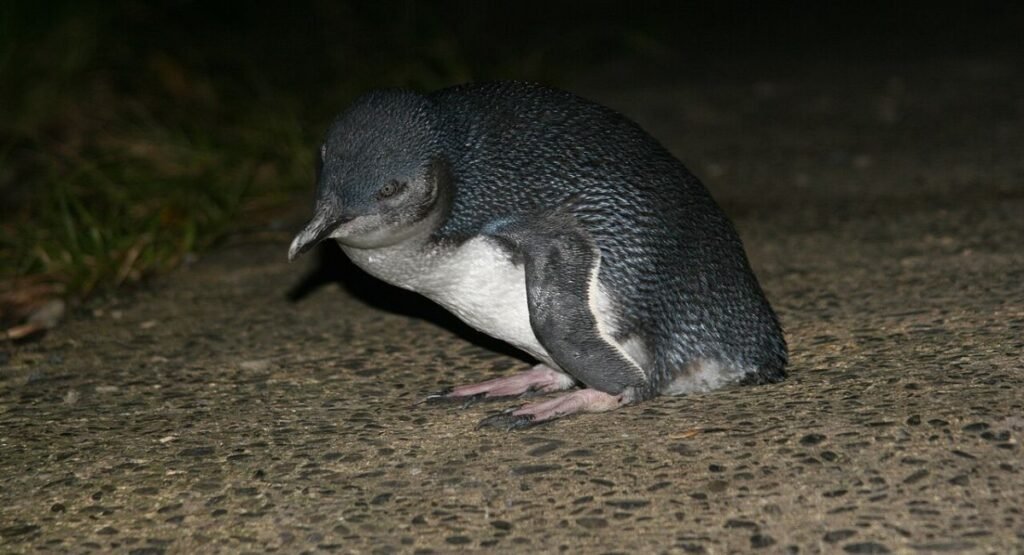 North Island Little Penguin