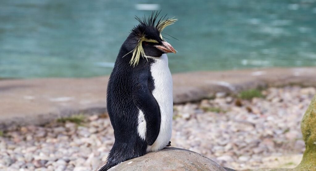 Northern Rockhopper Penguin
