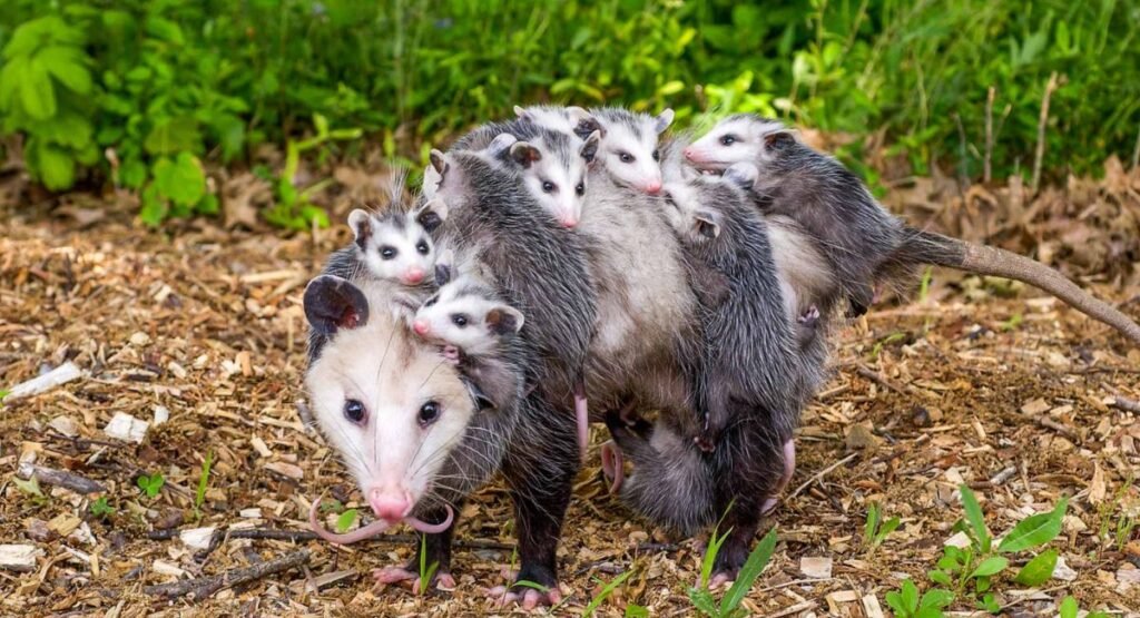 Opossum