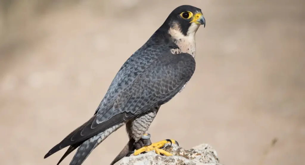 Peregrine Falcon energetic animal