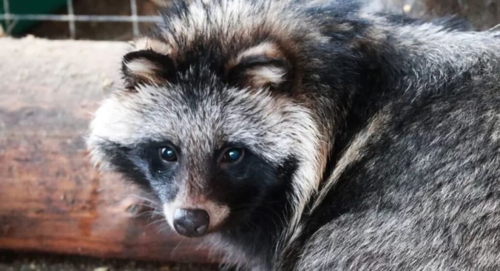 Raccoon Dog Similar To Foxe