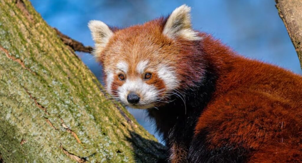 Red Panda Similar To Foxe