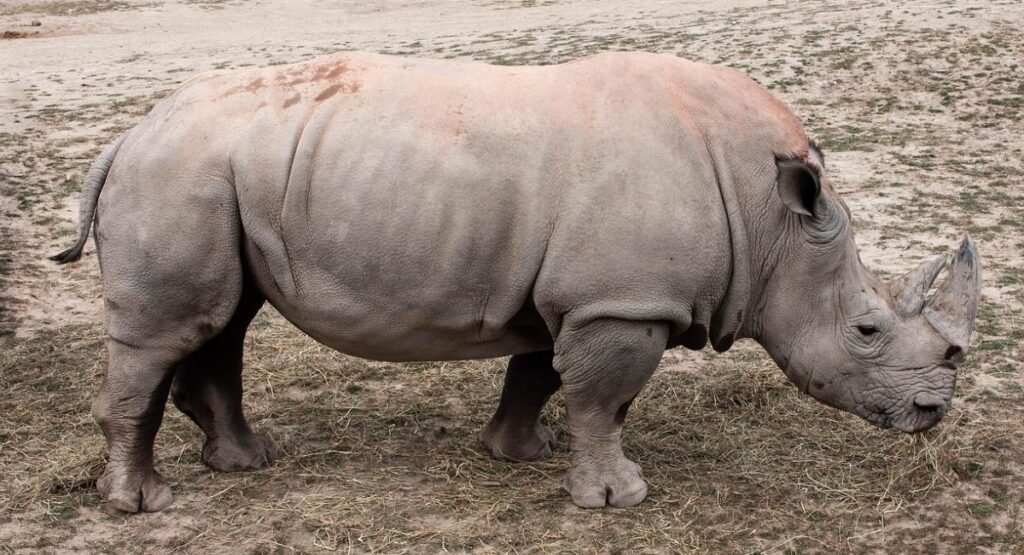 Rhinoceroses that have Three Toed