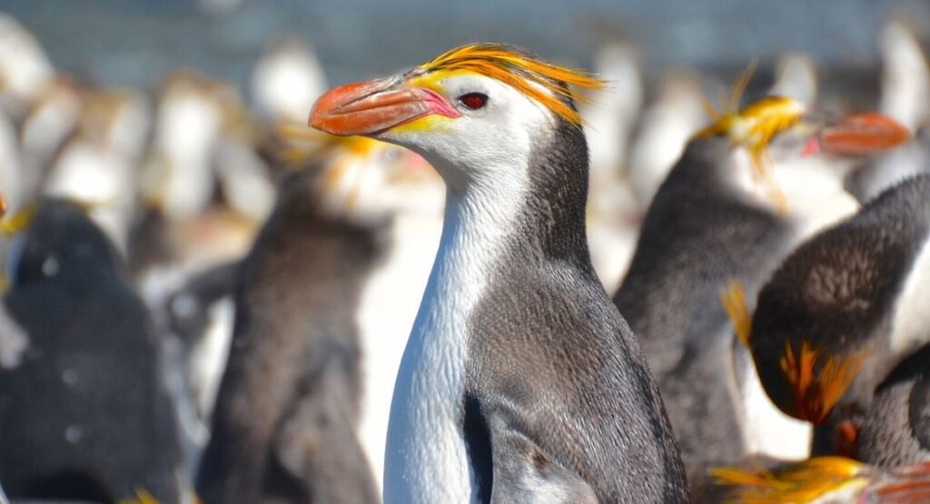 Royal Penguin