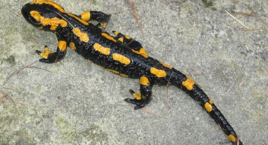 Salamanders