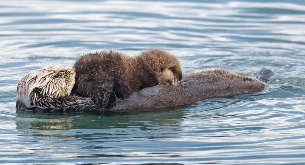 Sea Otters energetic animal