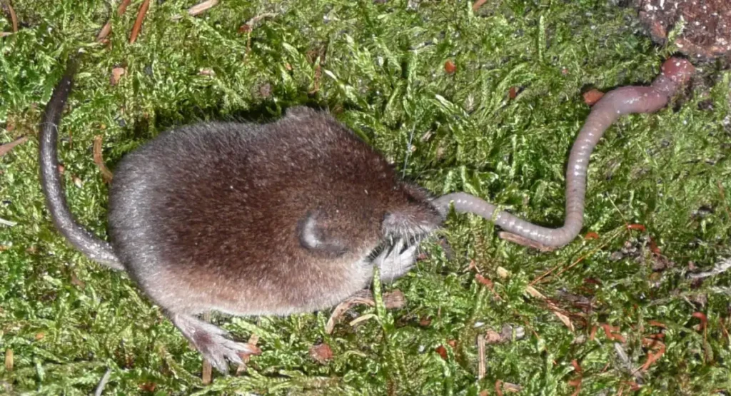Shrews energetic animal