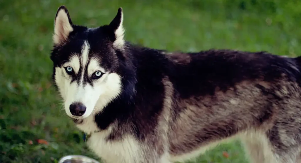 Siberian Husky energetic animal