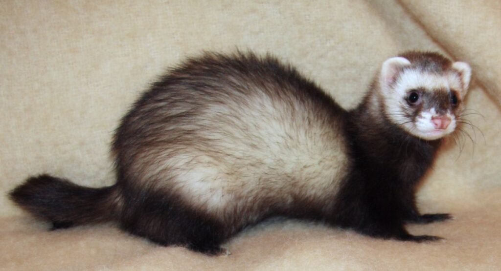 Skinny Anima Ferret  