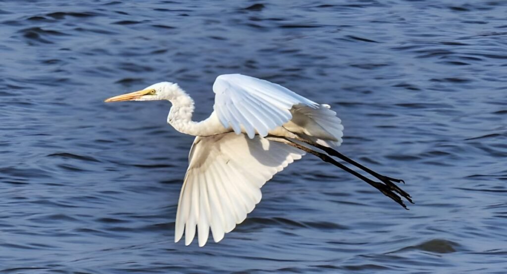 Skinny Anima Great Egret  