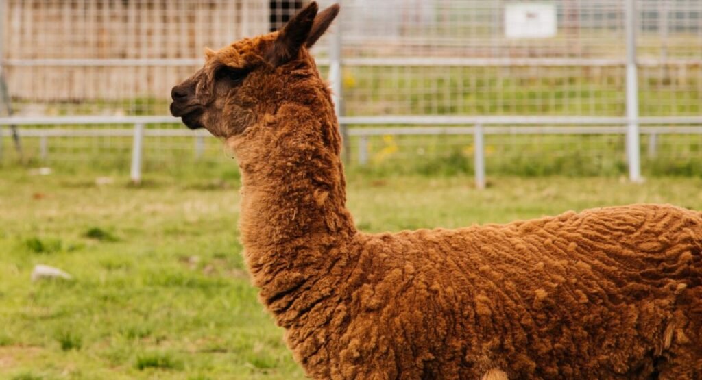 Skinny Animal Alpaca  