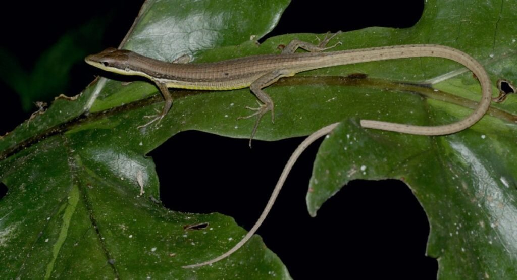 Skinny Animal Asian Grass Lizard    