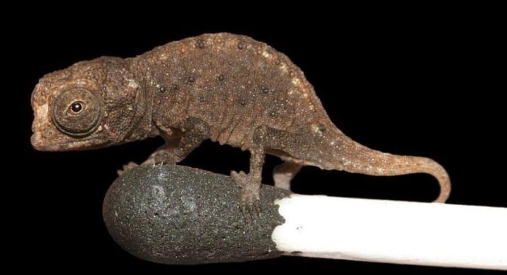Skinny Animal Brookesia Micra Chameleon    