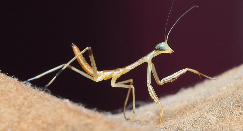 Skinny Animal Carolina Mantis  