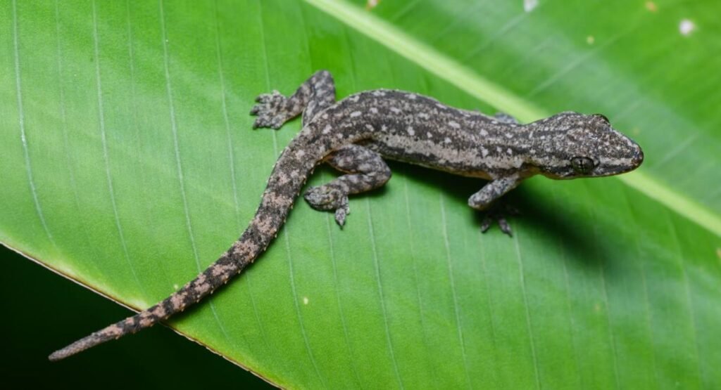 Skinny Animal Common House Gecko  