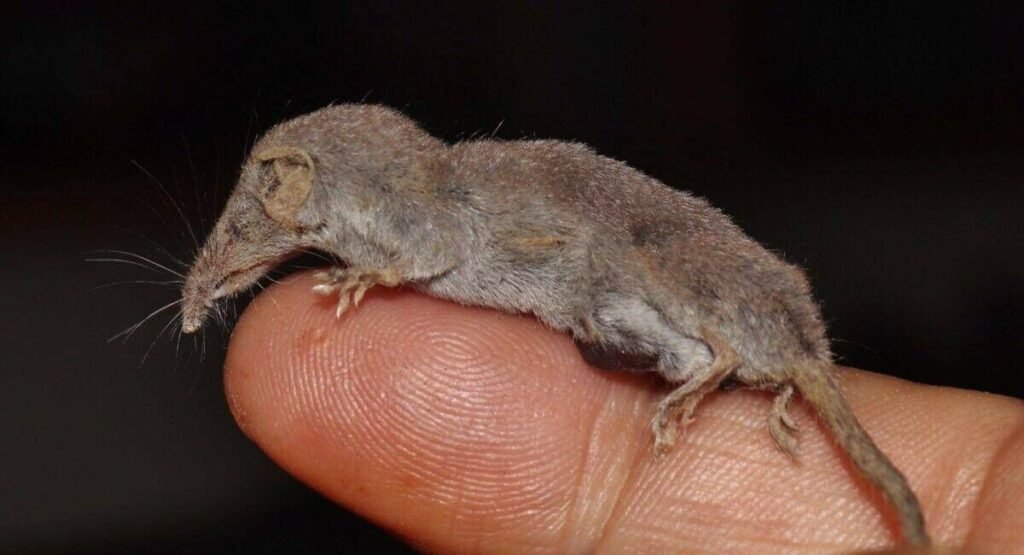Skinny Animal Etruscan Shrew   