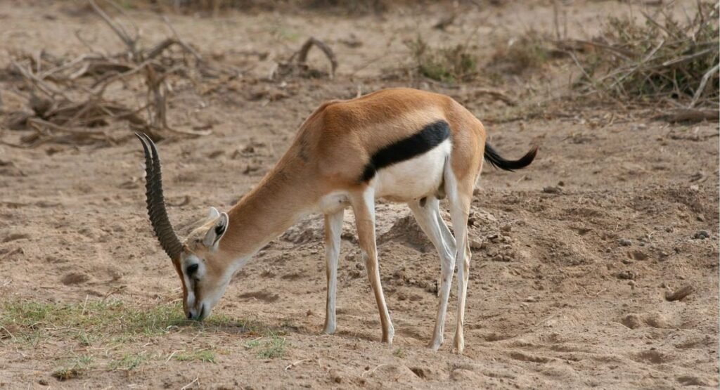 Skinny Animal Gazelle  