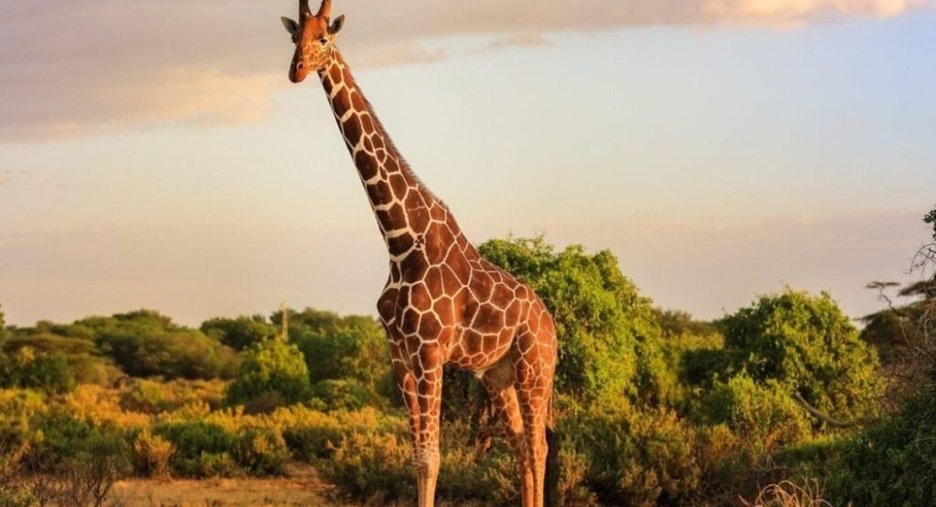 Skinny Animal Giraffe   