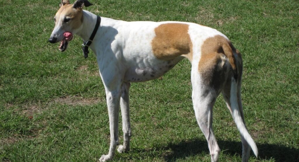 Skinny Animal Greyhound   