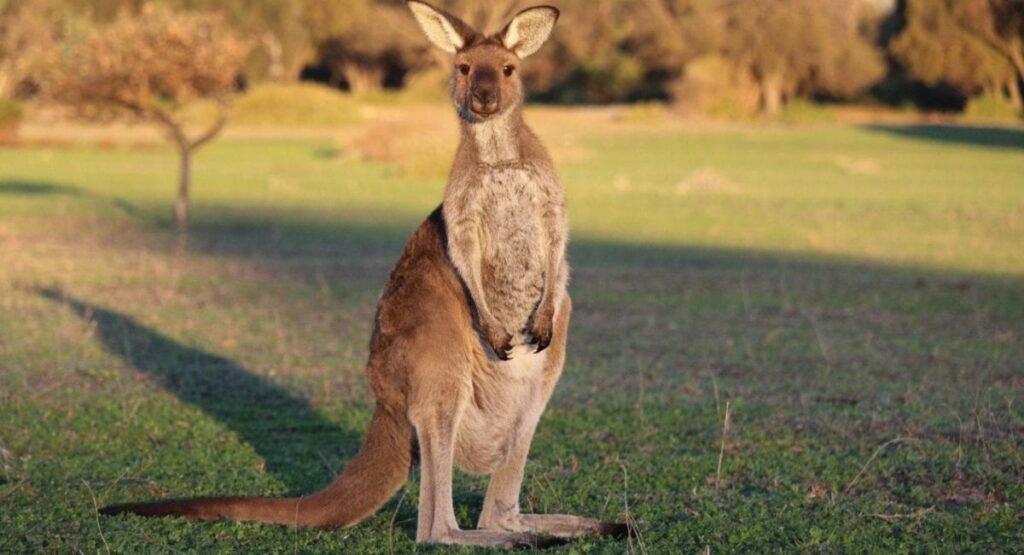 Skinny Animal Kangaroo  