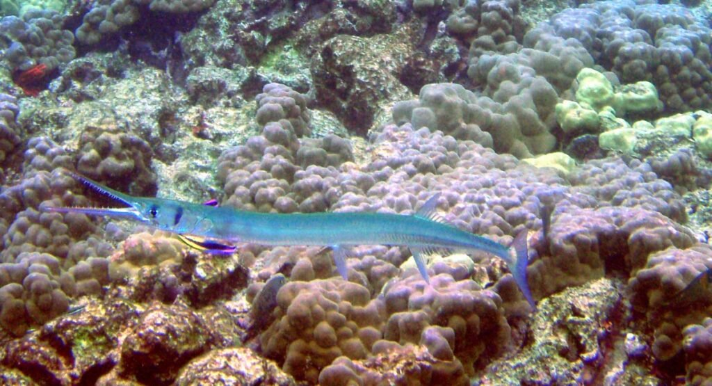 Skinny Animal Needlefish    