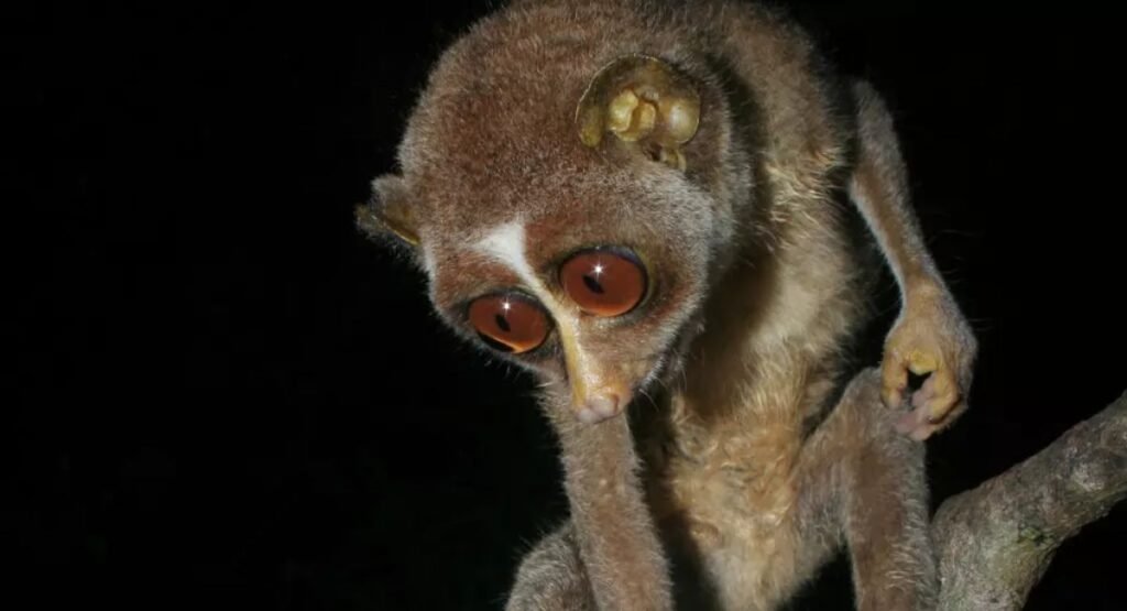Skinny Animal Red Slender Loris      