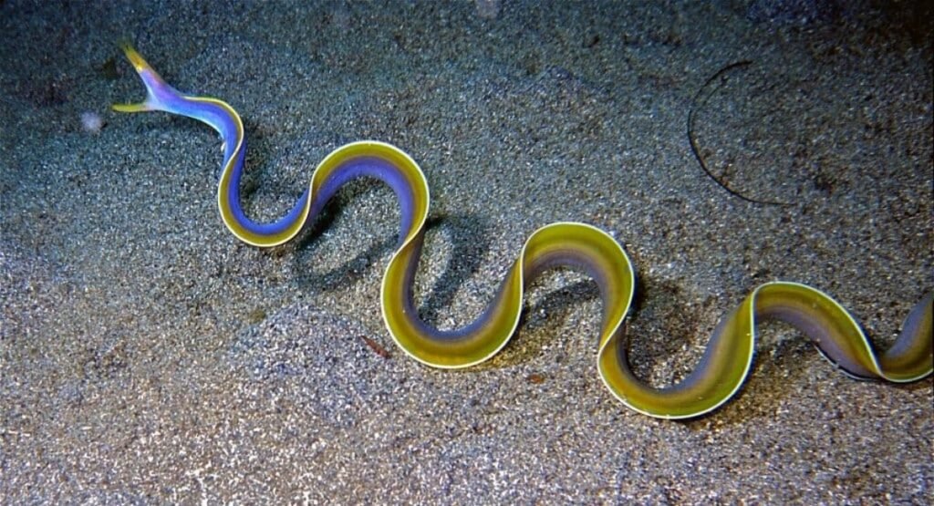 Skinny Animal Ribbon Eel  
