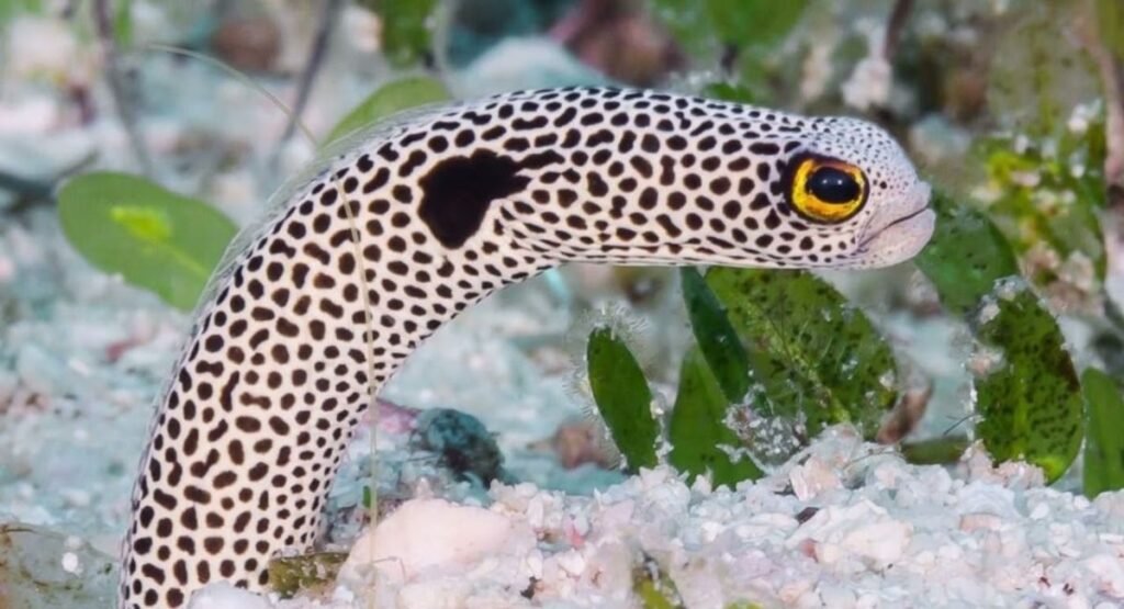 Skinny Animal Spotted Garden Eel     