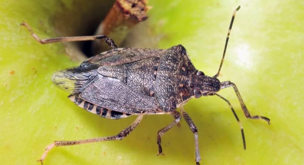 Skinny Animal Stick Bug   