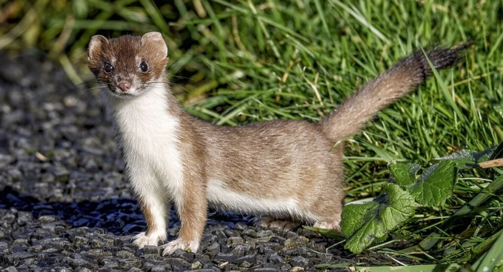 Skinny Animal Stoat    
