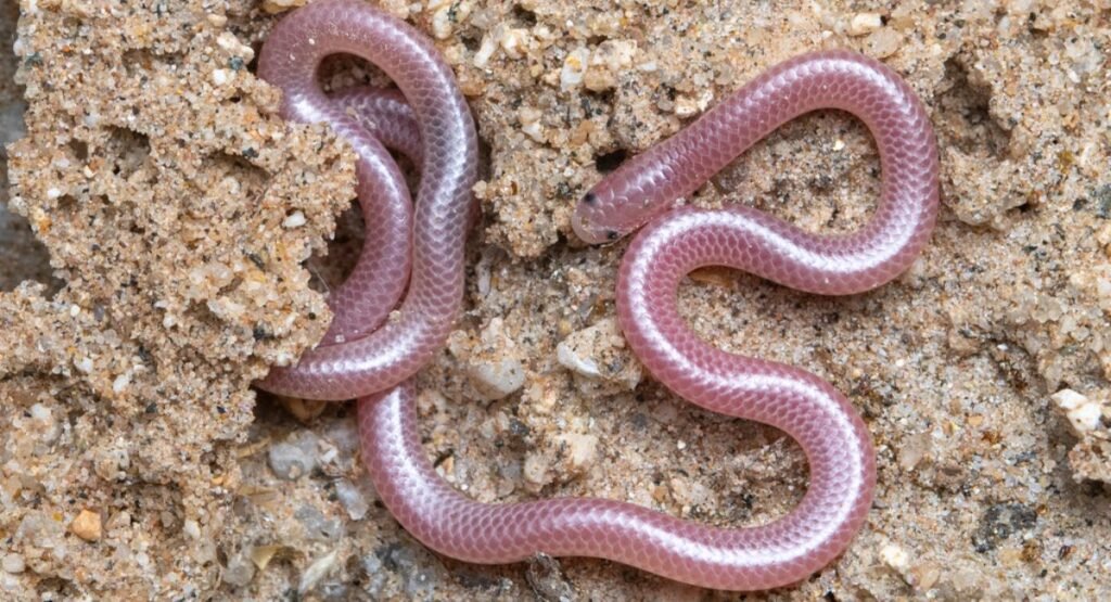 Skinny Animal Threadsnake  