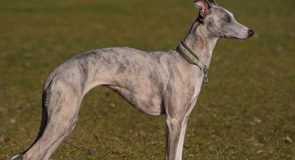 Skinny Animal Whippet  