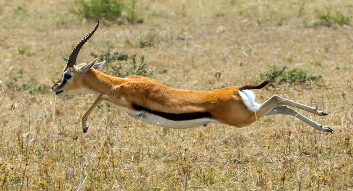 Skinny Animals