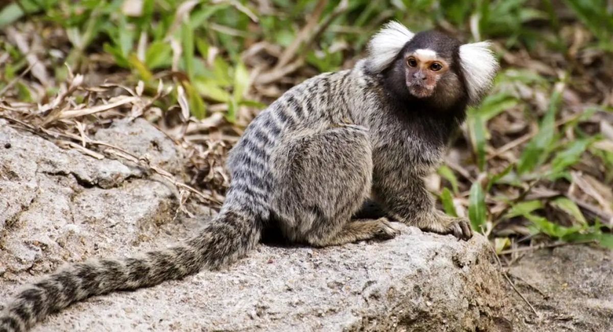 Small monkey breeds