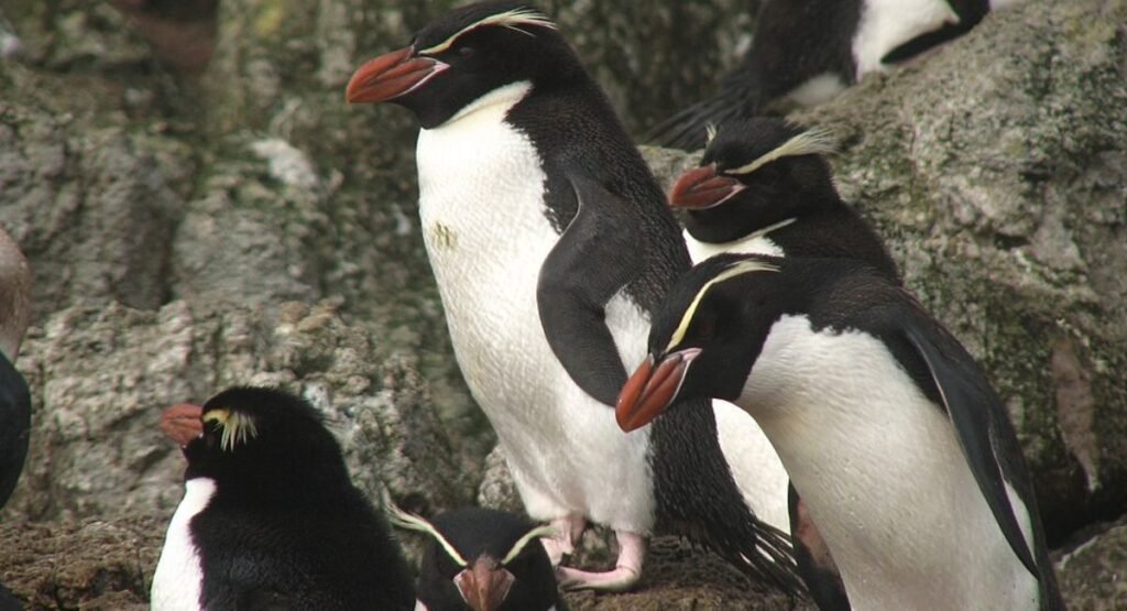 Snares Penguin