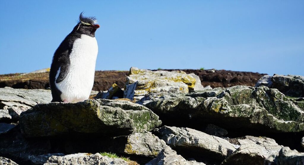 Southern Rockhopper Penguin  