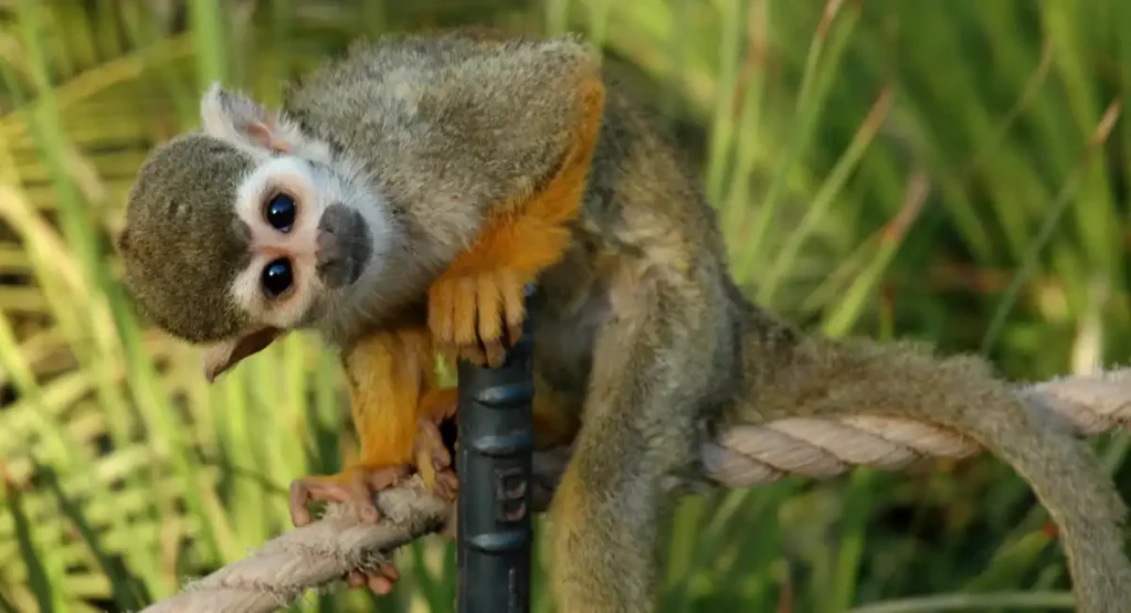 Squirrel Monkeys energetic animal