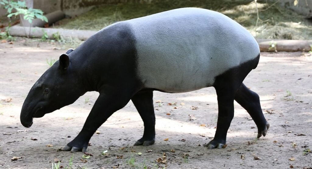 Tapirs that have Three Toed