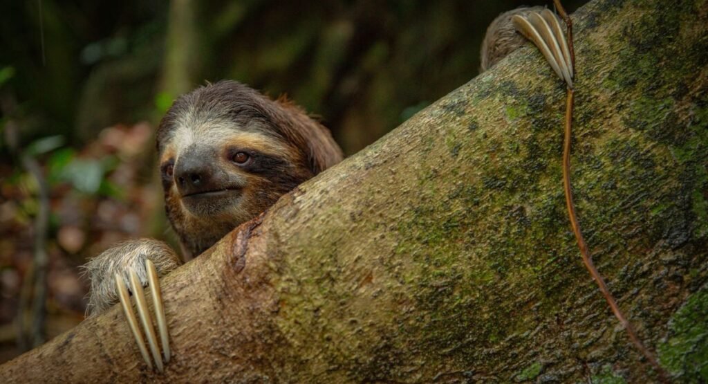 Three Toed Sloth