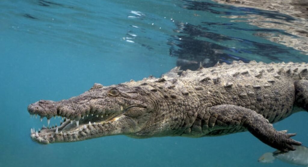 Top 5 Deadliest Animal In The World