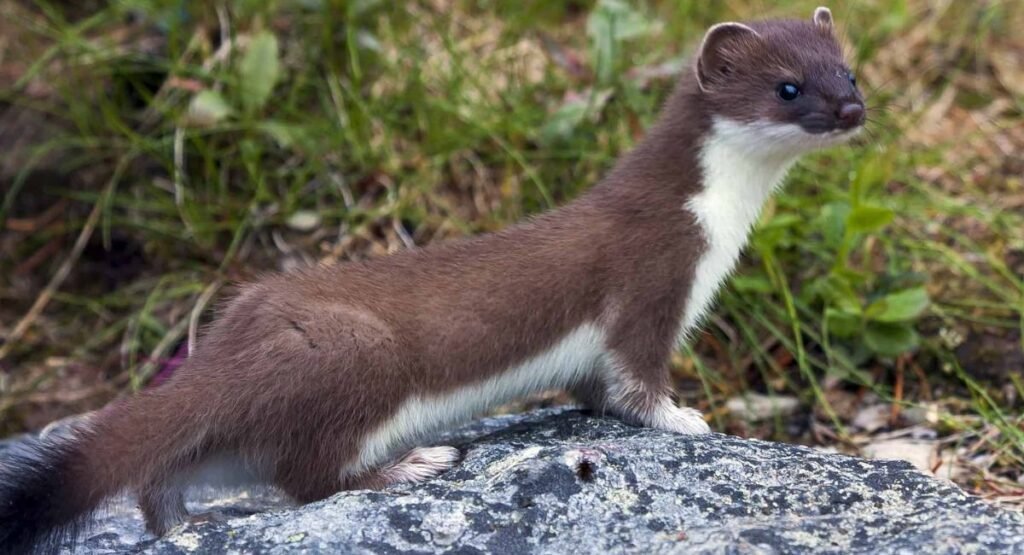 Weasel Similar To Foxe