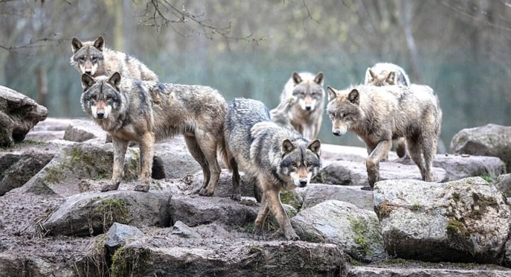 What Animals Live in Groups