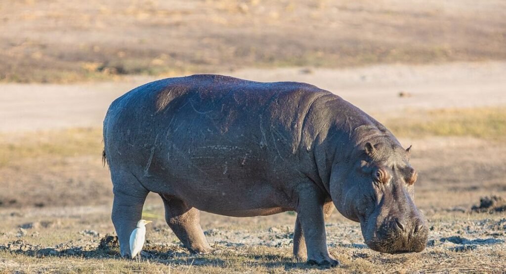 What’s The Deadliest Animal In The World