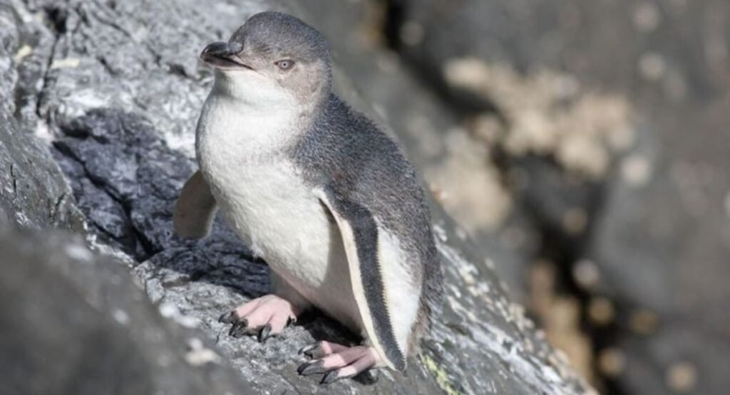 White-Flippered Penguin  