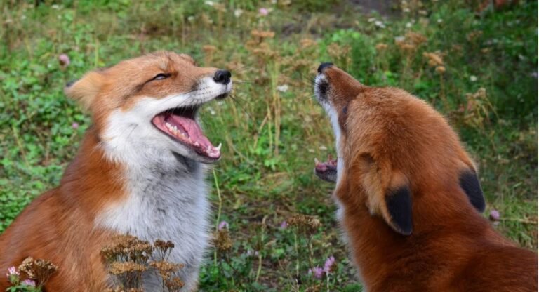 Why Do Foxes Laugh
