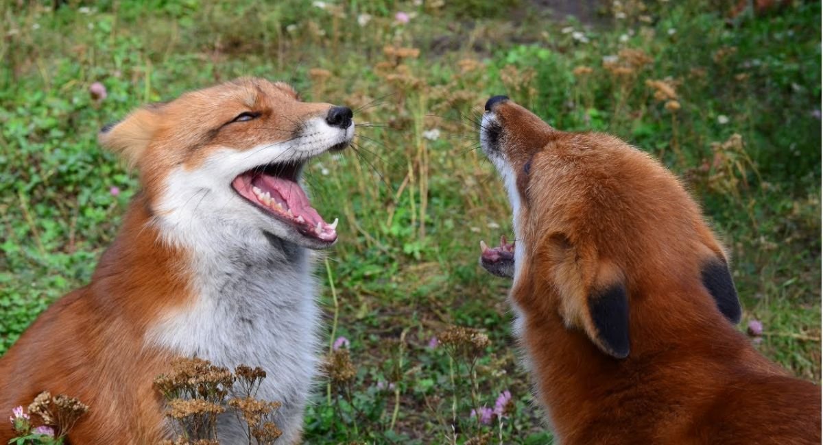 Why Do Foxes Laugh