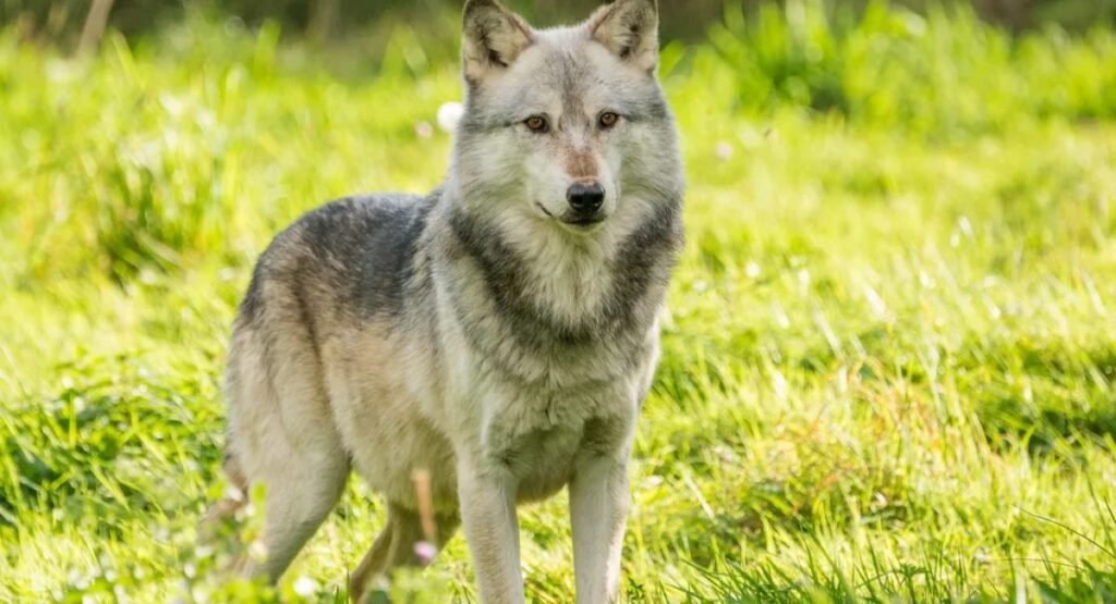 Wolf Similar To Foxe