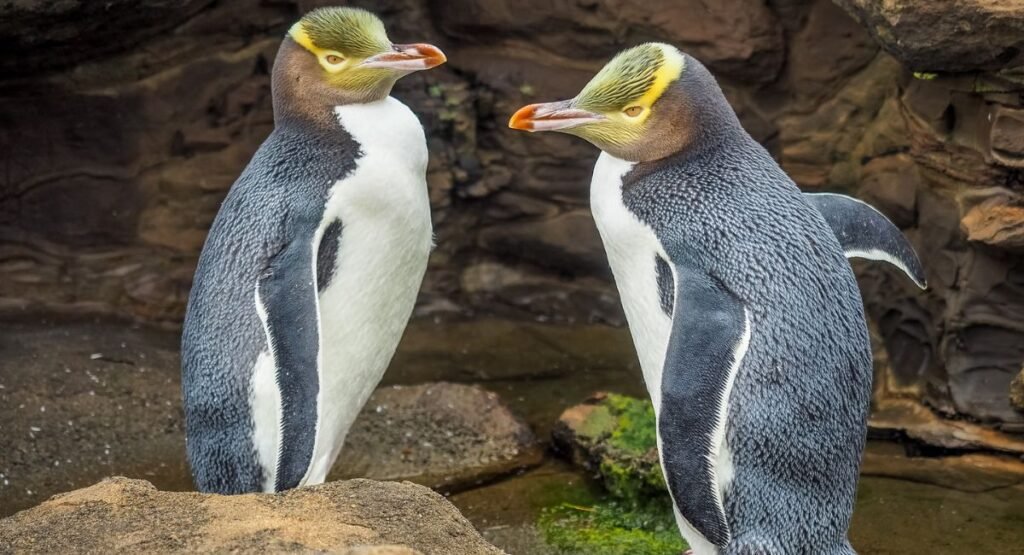 Yellow Eyed Penguin