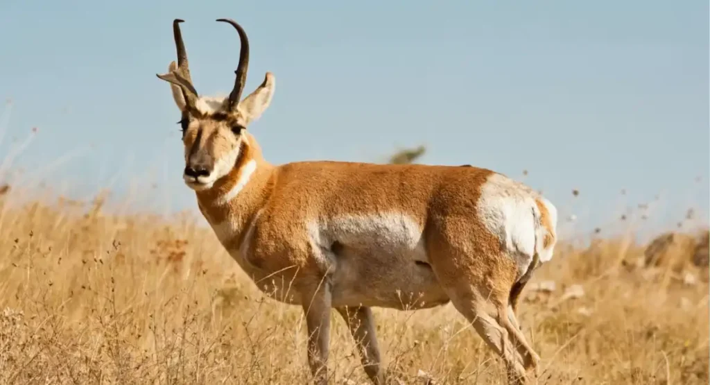 
animal energy