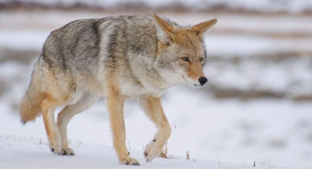 animal similar to fox